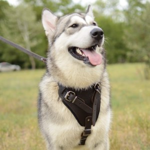 Шлея из коричневой кожи для дрессировки маламута «Working Dog»